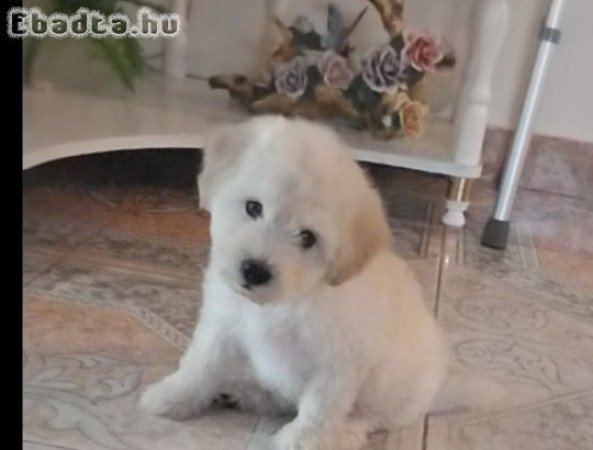 Eladó Puli kölyök kutyus