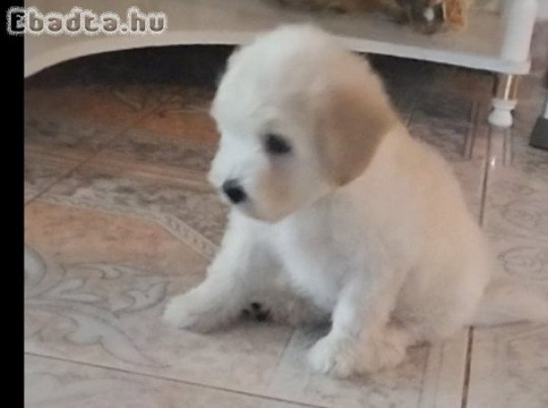 Eladó Puli kölyök kutyus