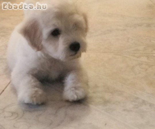 Eladó Puli kölyök kutyus