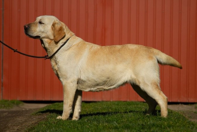 Labrador