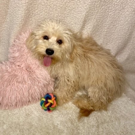 Maltipoo