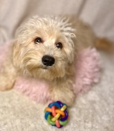 Maltipoo