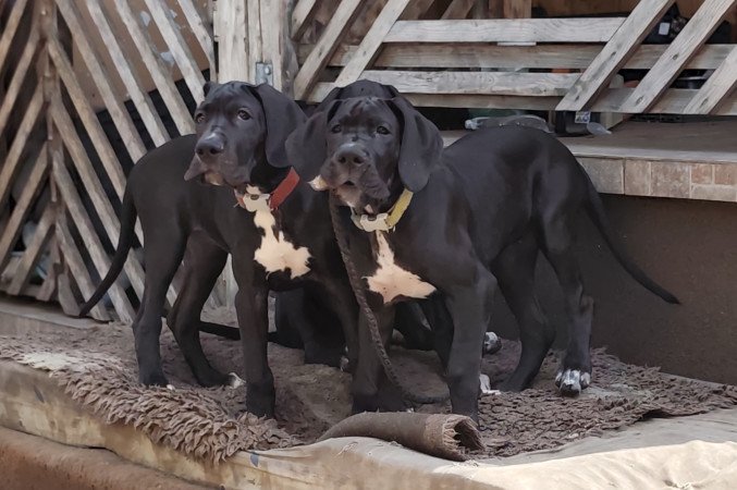 Német dog kölykök