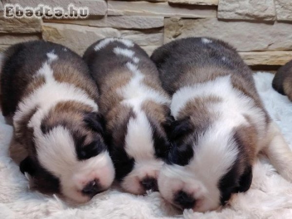 Bernáthegyi Kiskutyák Minőségi Tenyészetből