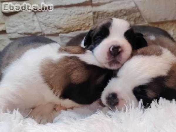 Bernáthegyi Kiskutyák Minőségi Tenyészetből