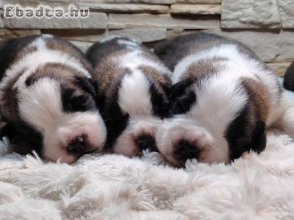 Bernáthegyi Kiskutyák Minőségi Tenyészetből