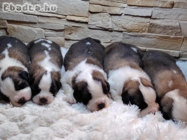 Bernáthegyi kiskutyák Minőségi Tenyészetből!