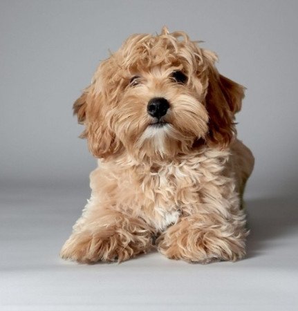 Maltipoo