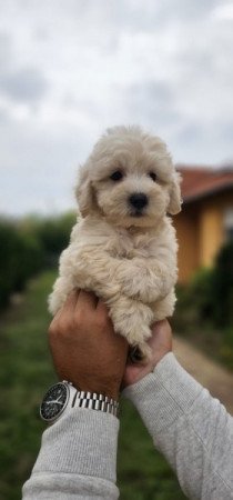 Máltai+uszkár maltipoo maltese+pudel