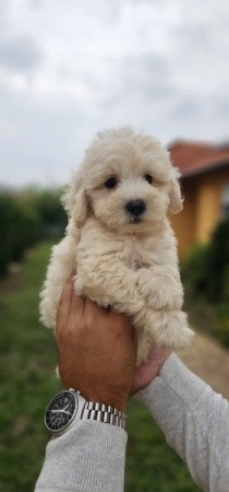 Máltai+uszkár maltipoo maltese+pudel