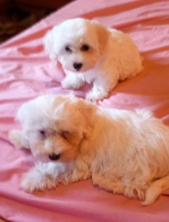 Bichon Havanese