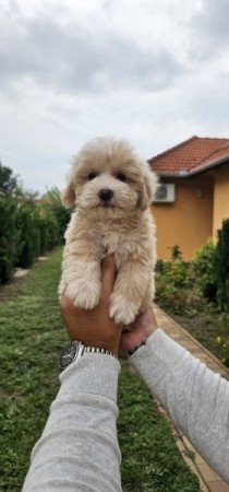 Máltai+uszkár maltipoo maltese+pudel