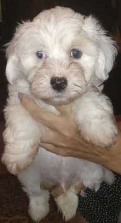 Bichon Havanese