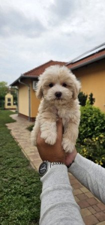 Máltai+uszkár maltipoo maltese+pudel
