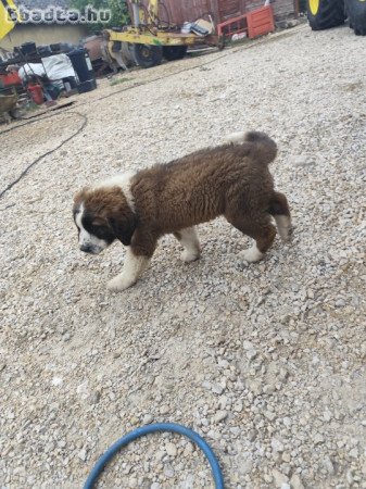 Moszkvai őrkutya kiskutyák kislángon