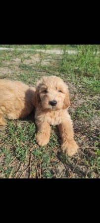 Golden retriever+uszkár goldendoodle