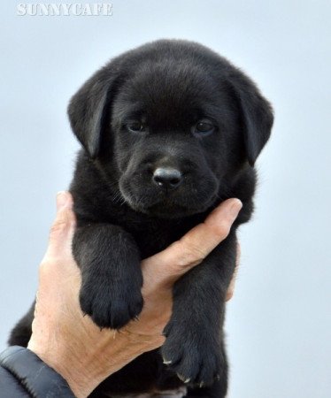 Labrador retriever