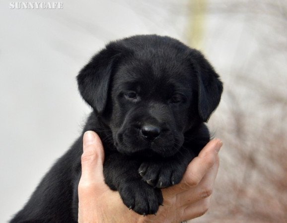 Labrador retriever