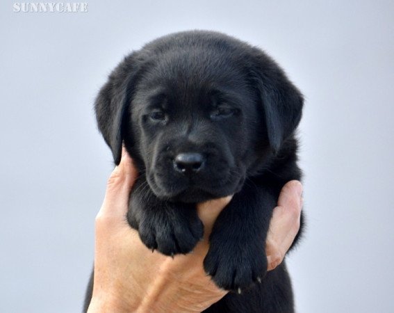 Labrador retriever