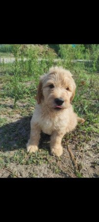 Golden retriever+uszkár goldendoodle