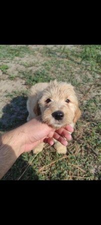 Golden retriever+uszkár goldendoodle