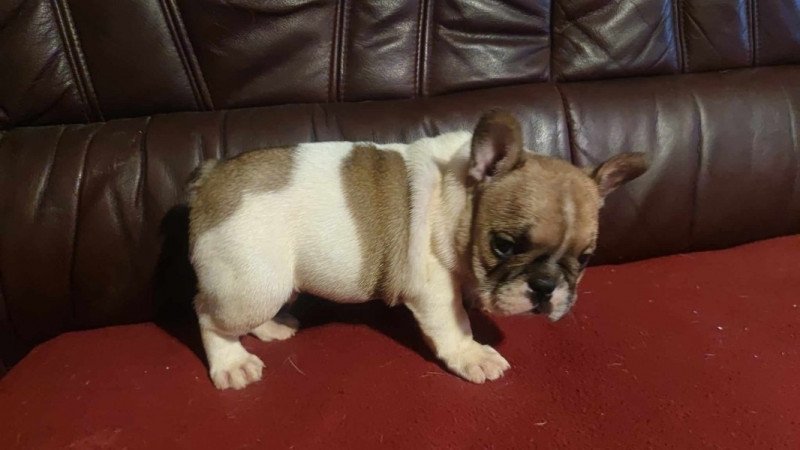 francia bulldog