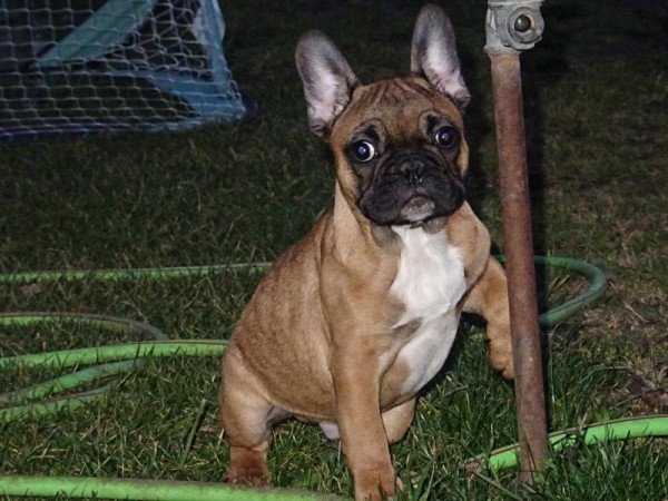 Francia bulldog