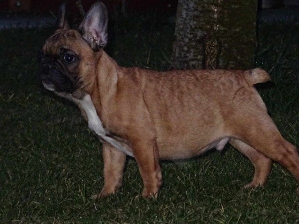 Francia bulldog