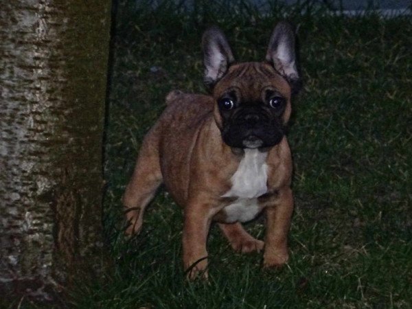 Francia bulldog