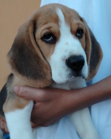 Beagle