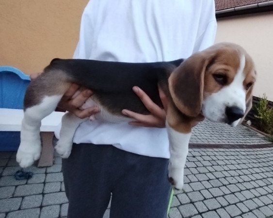 Beagle