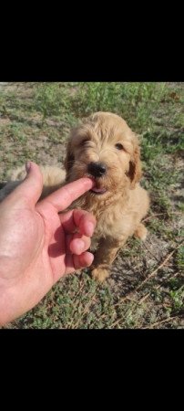 Golden retriever+uszkár goldendoodle