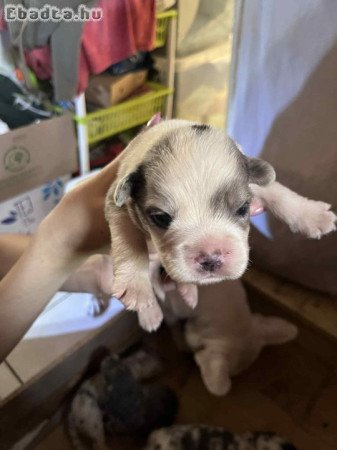 Border collie és francia bulldog keverék kiskutyák