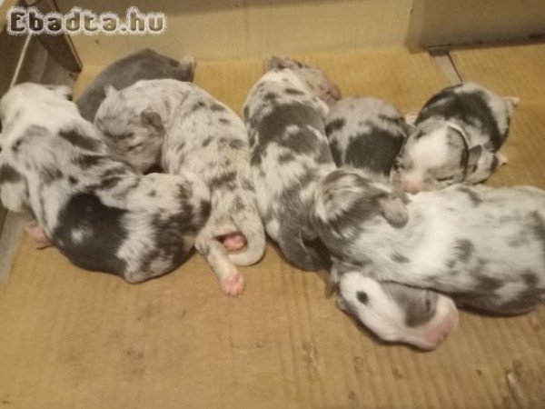 Border collie és francia bulldog keverék kiskutyák