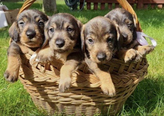 Szálkásszőrű tacskó