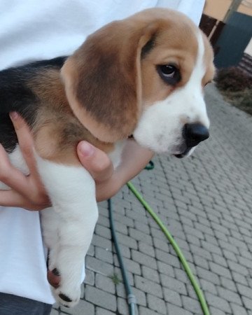 Beagle