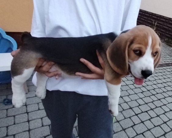 Beagle