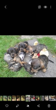 Szálkásszőrű tacskó