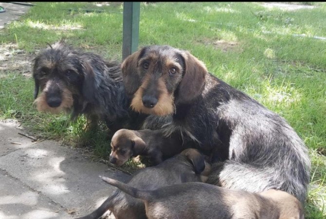 Szálkásszőrű tacskó