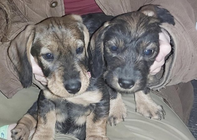 Szálkásszőrű tacskó