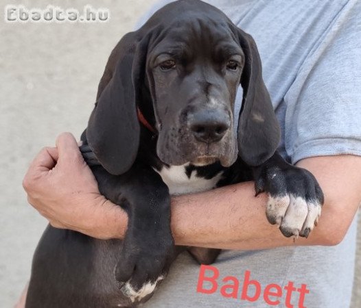 Német dog kölykök