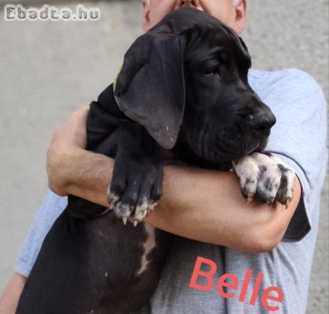 Német dog kölykök