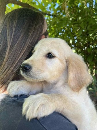 Golden Retriever