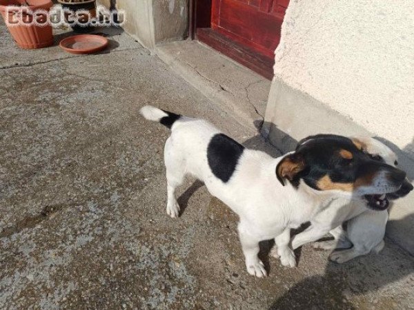 Jack Russell terrier szuka kutyák