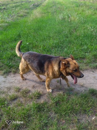 Zeusz keverék-német juhászkutya örökbefogadót keres