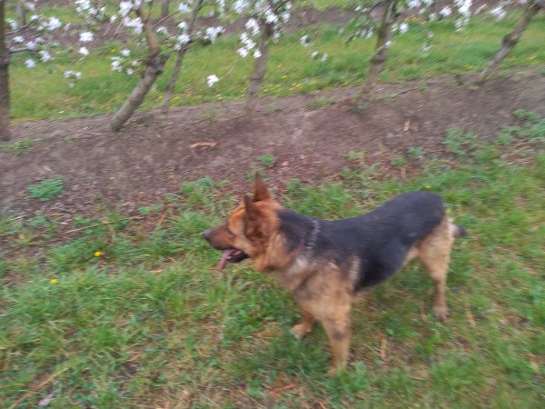 Zeusz keverék-német juhászkutya örökbefogadót keres