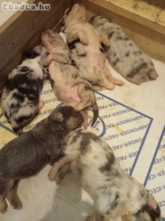 Figyelem! Örökbefogadható kiskutyák!