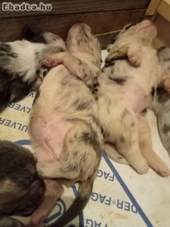 Figyelem! Örökbefogadható kiskutyák!