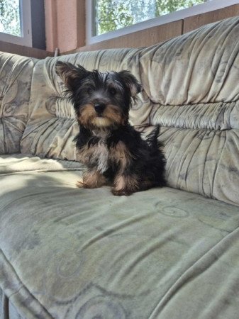 Yorkshire terrier