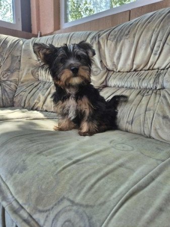 Yorkshire terrier